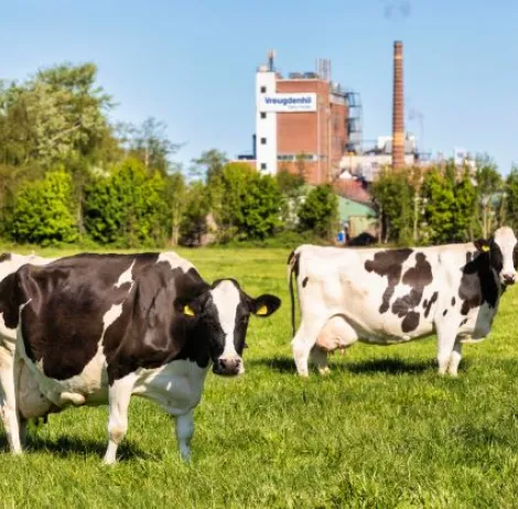 koeien in wei met achtergrond fabriek