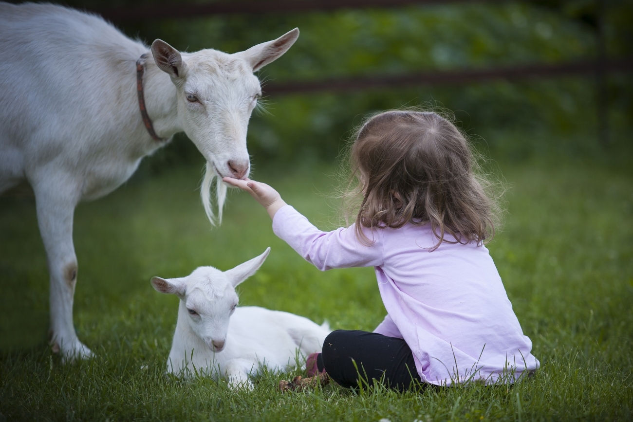 goat and baby