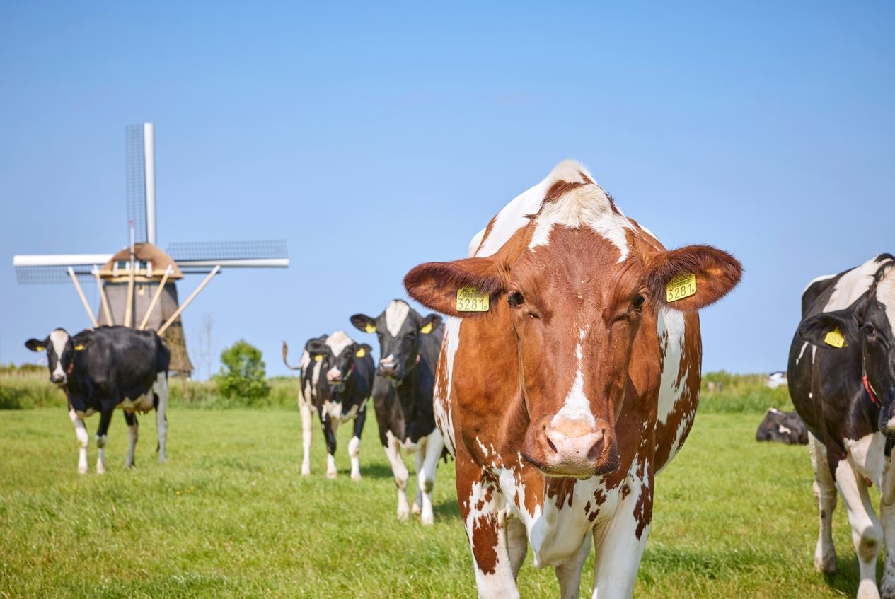 Koeien in NL landschap